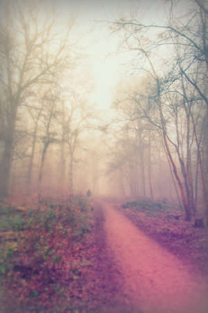 English woodland on a foggy misty January morning