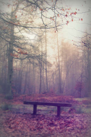 Bench in woodland on a foggy misty January morningの写真素材
