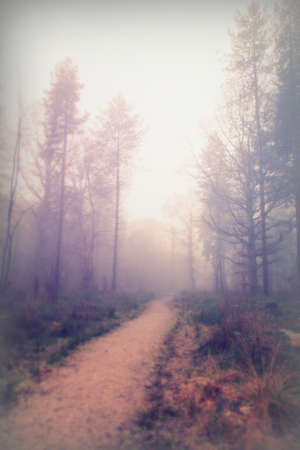 English woodland on a foggy misty January morningの写真素材