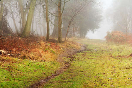 English woodland on a foggy misty January morningの写真素材