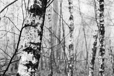 English woodland on a foggy misty January morningの写真素材