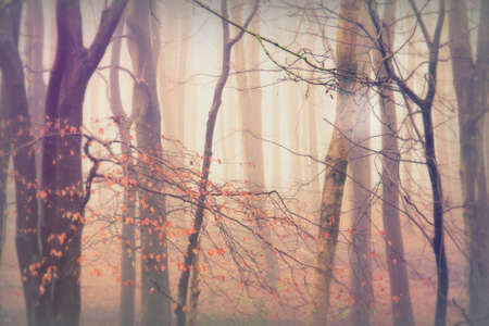 English woodland on a foggy misty January morningの写真素材