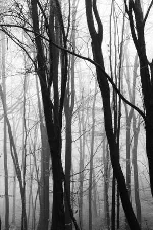 English woodland on a foggy misty January morningの写真素材