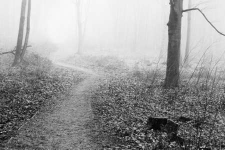 English woodland on a foggy misty January morningの写真素材