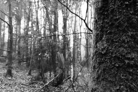 English woodland on a foggy misty January morning