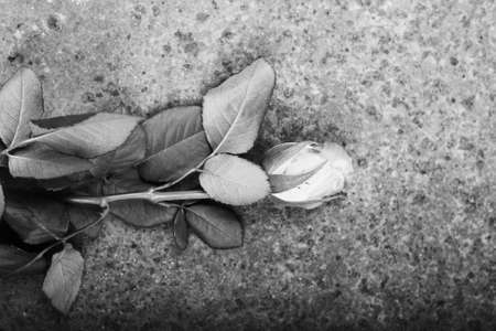 Delicate rose on a rustic rusted metal backgroundの写真素材