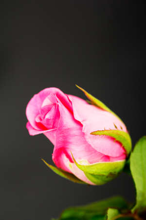 Delicate beautiful pink rose on a plain backgroundの写真素材