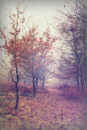 English woodland on a foggy misty January morningの写真素材