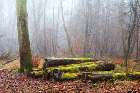 Moss covered logs in woodland on a misty morningの写真素材