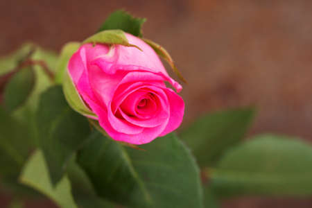 Delicate beautiful pink rose on a plain backgroundの写真素材