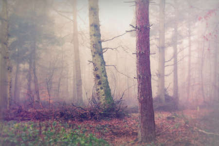 English woodland on a foggy misty January morningの写真素材