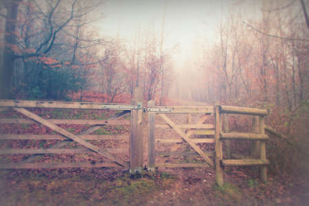 Gate in woodland on a foggy misty January morning