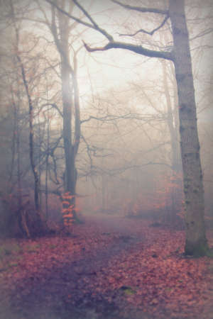 English woodland on a foggy misty January morningの写真素材
