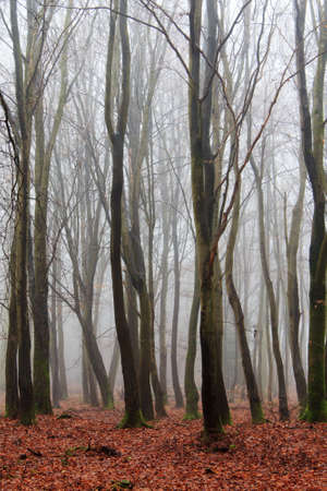 English woodland on a foggy misty January morning