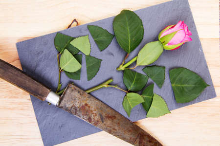 Single rose cut up on piece of slateの写真素材