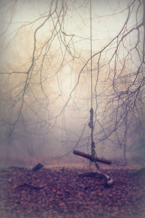 English woodland on a foggy misty January morningの写真素材