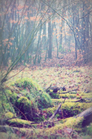 Moss covered logs in woodland on a misty morningの写真素材