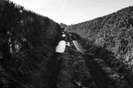 Muddy country path with hedges on both sidesの写真素材