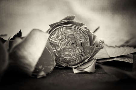 Single rose cut up on piece of slateの写真素材