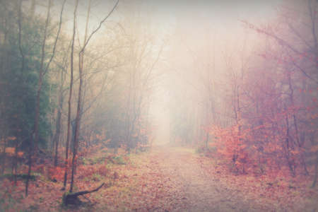 English woodland on a foggy misty January morningの写真素材