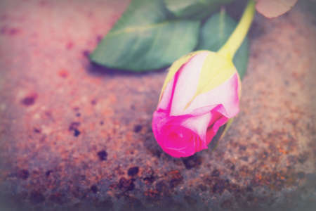 Delicate rose on a rustic rusted metal backgroundの写真素材