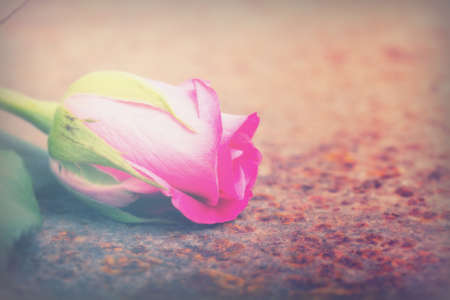 Delicate rose on a rustic rusted metal backgroundの写真素材