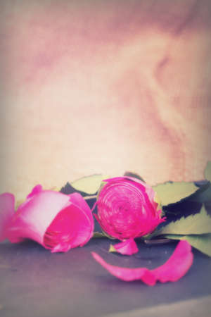 Single rose cut up on piece of slateの写真素材