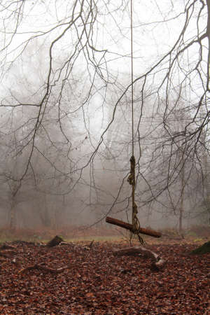 English woodland on a foggy misty January morningの写真素材