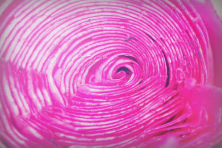 Single rose cut up on piece of slateの写真素材