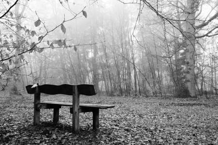 Bench in woodland on a foggy misty January morningの写真素材