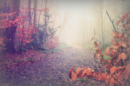 English woodland on a foggy misty January morningの写真素材