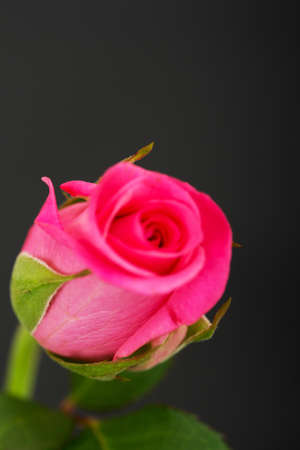 Delicate beautiful pink rose on a plain backgroundの写真素材