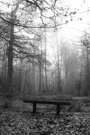 Bench in woodland on a foggy misty January morningの写真素材