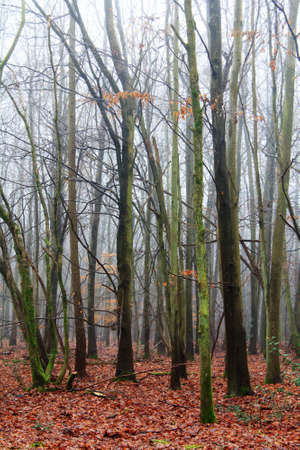 English woodland on a foggy misty January morning