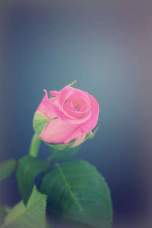 Delicate beautiful pink rose on a plain backgroundの写真素材