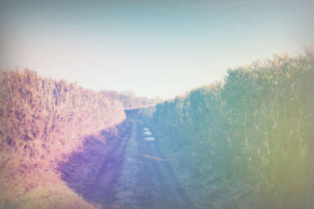 Muddy country path with hedges on both sidesの写真素材
