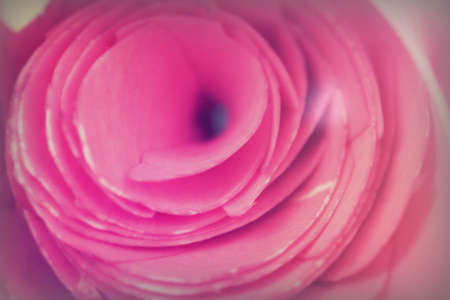 Single rose cut up on piece of slateの写真素材