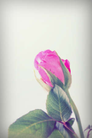 Delicate pink rose on a plain white backgroundの写真素材