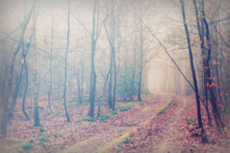 English woodland on a foggy misty January morningの写真素材