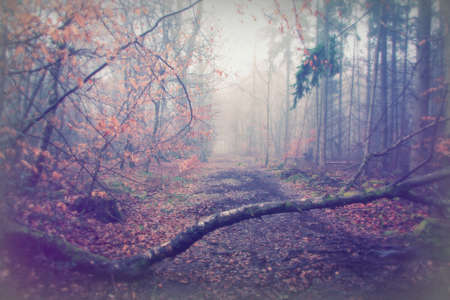 English woodland on a foggy misty January morning