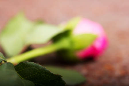 Delicate rose on a rustic rusted metal backgroundの写真素材