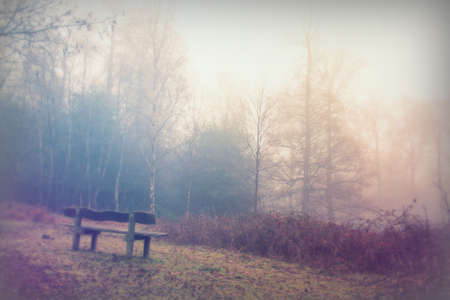 Bench in woodland on a foggy misty January morningの写真素材