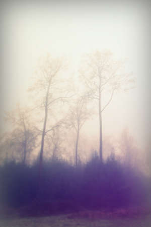English woodland on a foggy misty January morning