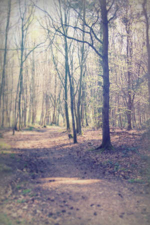 Low sun through trees in english woodsの写真素材