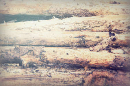 Low sun through trees in english woodsの写真素材