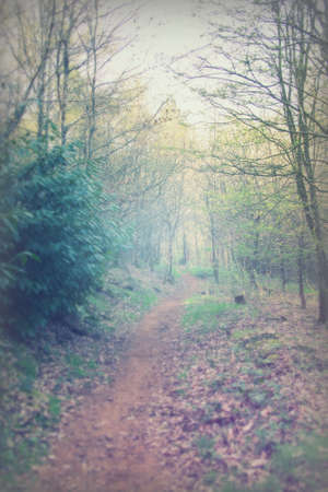 Low sun through trees in english woodsの写真素材