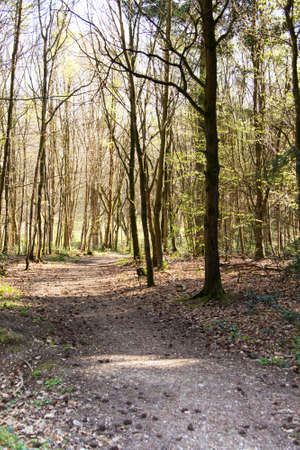 Low sun through trees in english woodsの写真素材