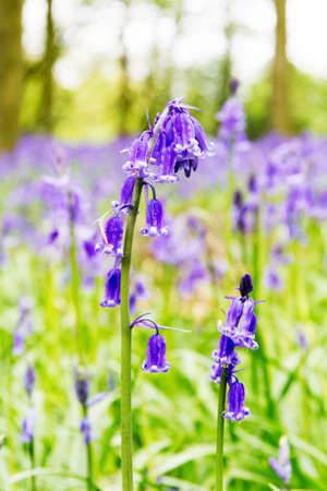 Bright bluebells growing on an english woodland floorの写真素材