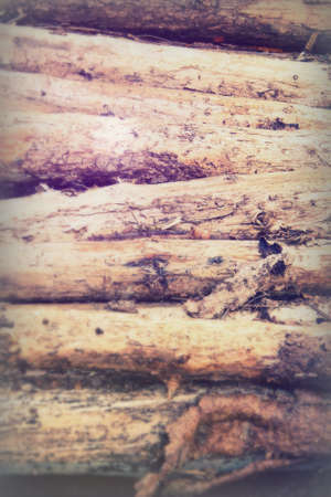 Low sun through trees in english woodsの写真素材