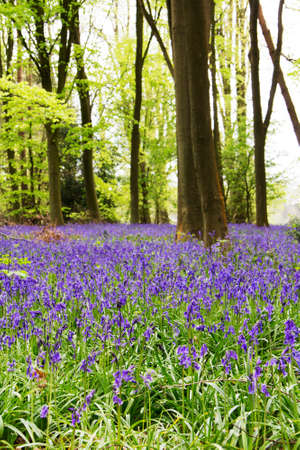 Bright bluebells growing on an english woodland floorの写真素材